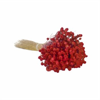 Desidratado Jazida 1 Maço Vermelho