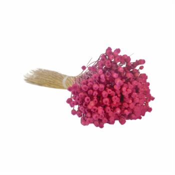 Desidratado Jazida 1 Maço Rosa